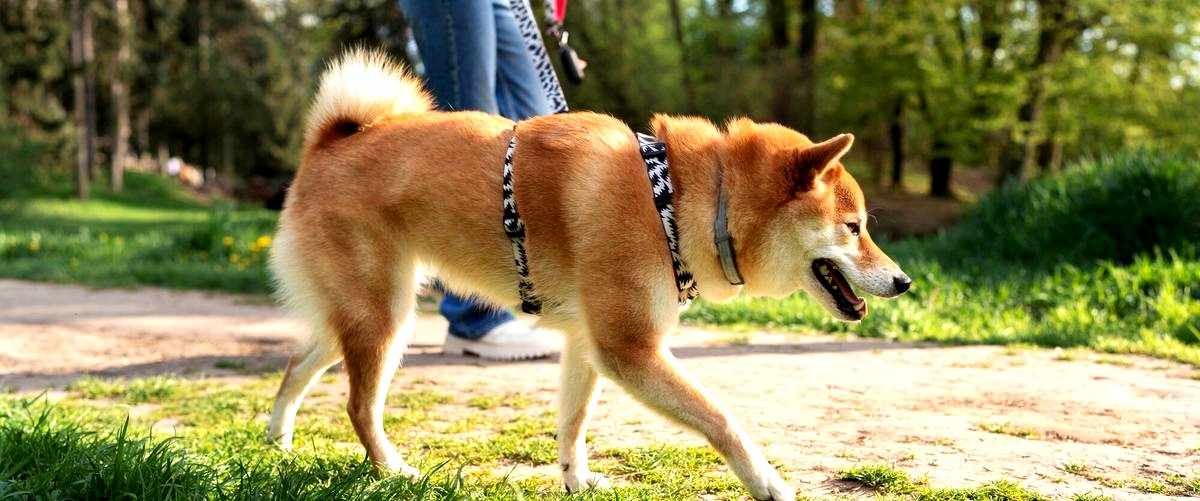 ¿Cuánto tiempo dura el curso de adiestrador canino en Jaén?