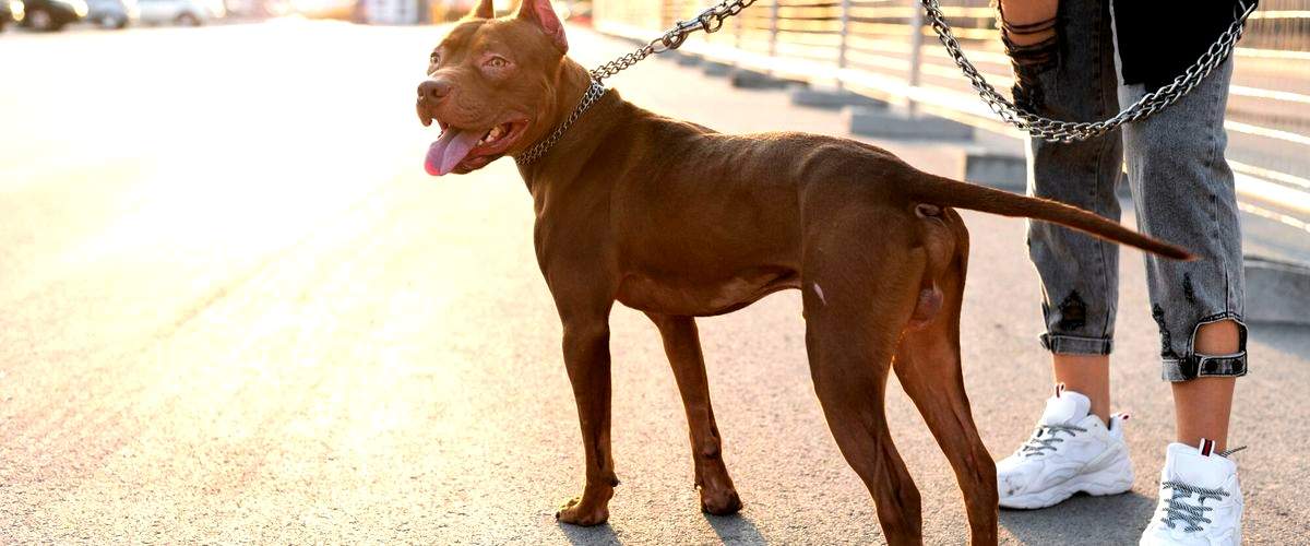 ¿Cuánto tiempo dura el curso de adiestrador canino en Pamplona (Navarra)?