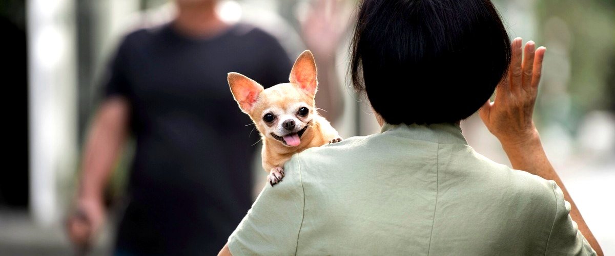 ¿Cuánto tiempo dura el curso de adiestrador canino en Torrejón de Ardoz (Madrid)?