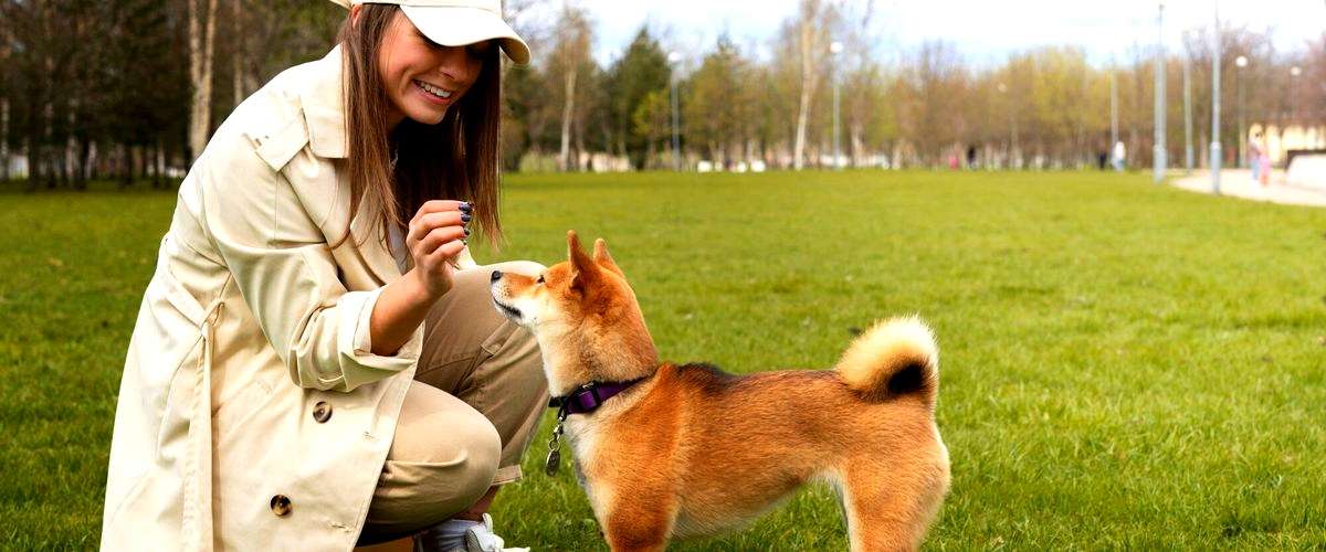 ¿Cuánto tiempo dura el curso de adiestramiento canino en La Coruña?