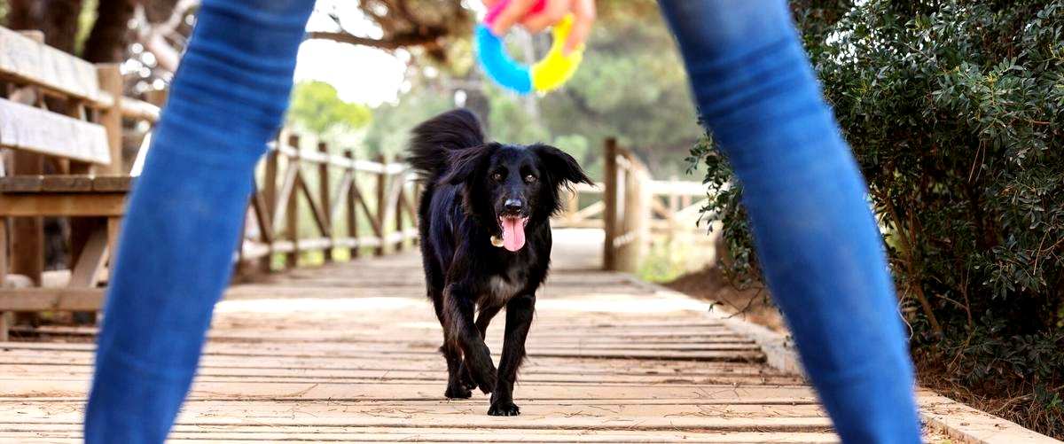 ¿Cuánto tiempo dura el curso de adiestramiento canino en Las Palmas de Gran Canaria (Las Palmas)?