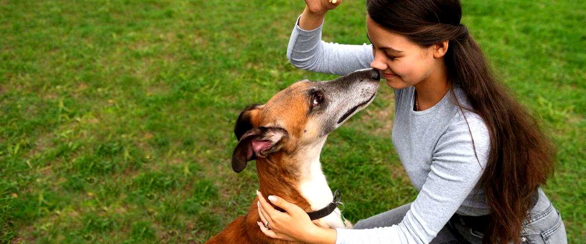 ¿Cuánto tiempo dura la formación para convertirse en adiestrador canino en Ourense?