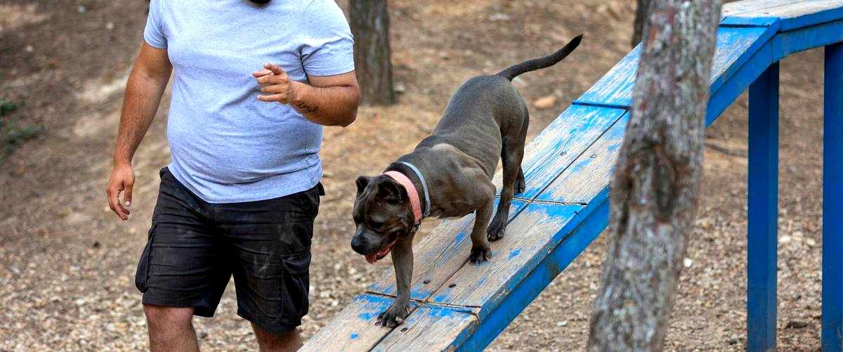 ¿Cuánto tiempo dura la formación para convertirse en adiestrador canino en Vigo (Pontevedra)?