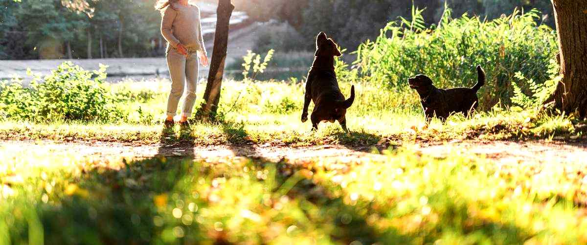 ¿Cuánto tiempo dura la formación para ser adiestrador canino?