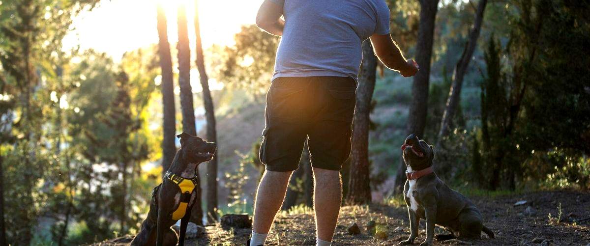 ¿Cuánto tiempo dura la formación para ser adiestrador canino en San Cristóbal de La Laguna (Tenerife)?