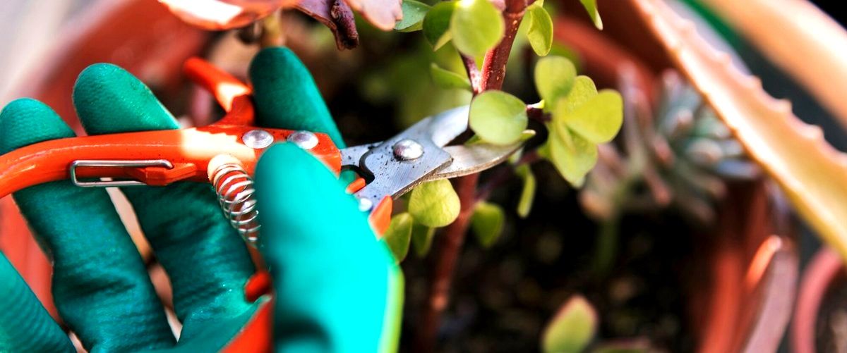 ¿Cuánto tiempo lleva completar un trabajo de jardinería en Pozuelo de Alarcón?