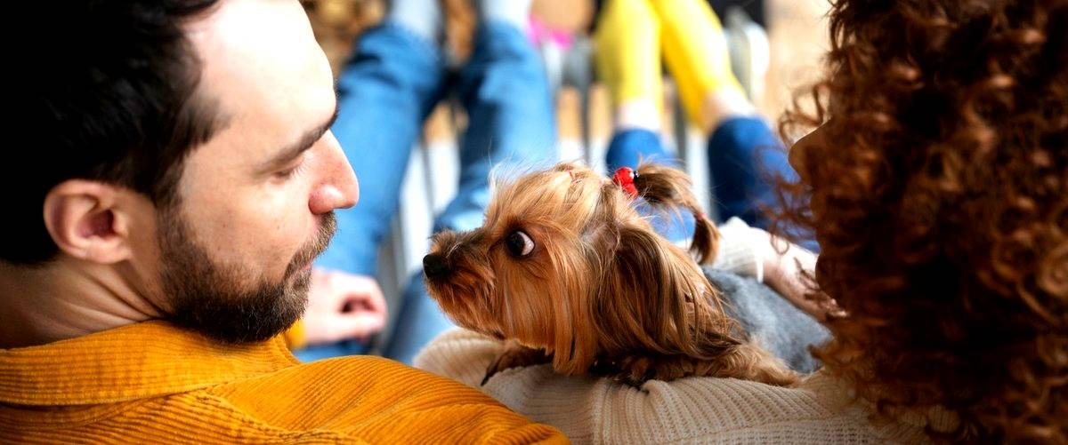 ¿Cuánto tiempo puede mi perro quedarse en un centro de alojamiento canino en Toledo?