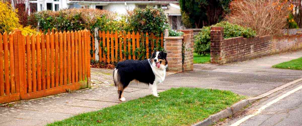 ¿Cuánto tiempo puedo dejar a mi perro en una residencia canina?