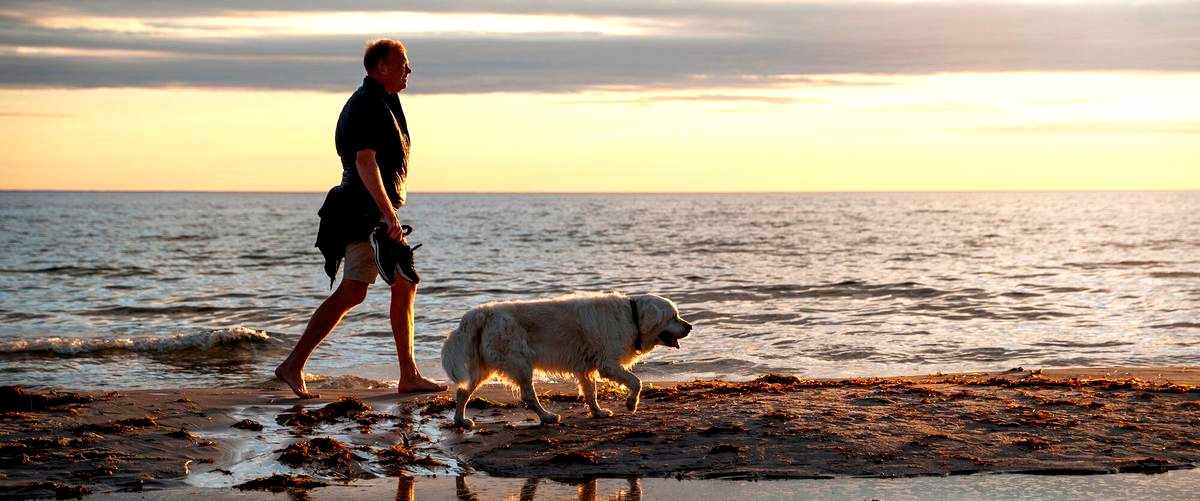 ¿Cuánto tiempo puedo dejar a mi perro en una residencia canina en Álava sin que afecte su bienestar?