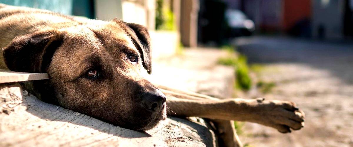 ¿Cuánto tiempo puedo dejar a mi perro en una residencia canina en Pozuelo de Alarcón?