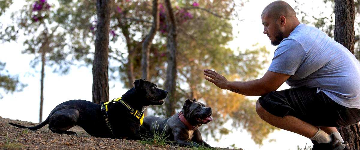 ¿Cuánto tiempo se necesita para completar un curso de adiestramiento canino en Santander (Cantabria)?