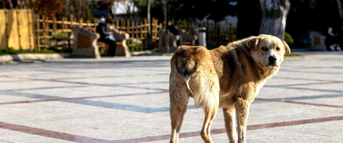 ¿Cuánto tiempo se recomienda dejar a un perro en una residencia canina?