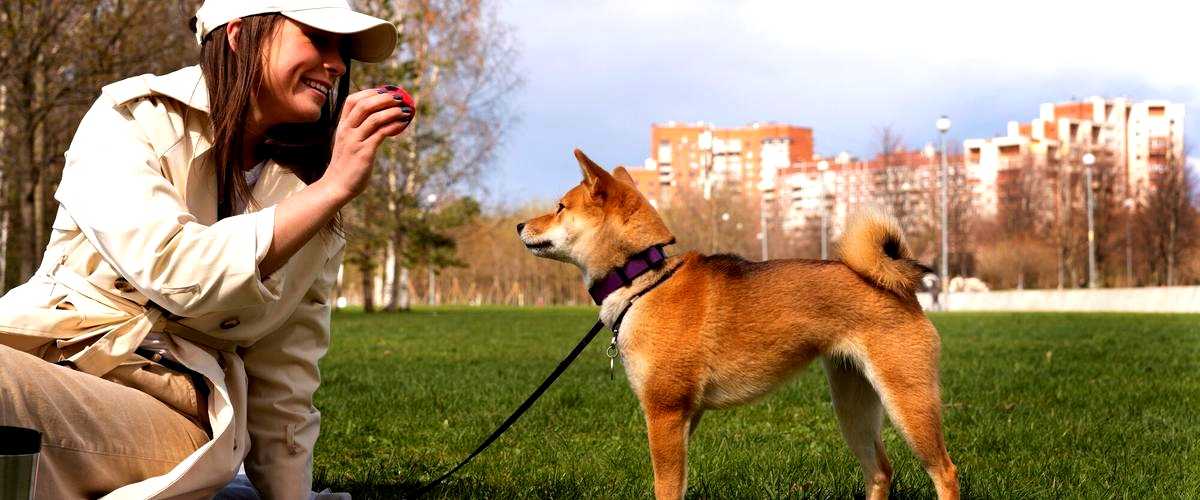 ¿Cuánto tiempo se requiere para completar la carrera de adiestrador canino en San Fernando (Cádiz)?