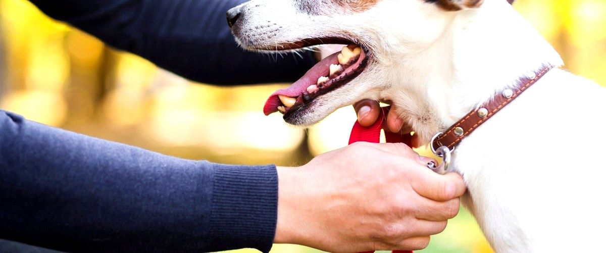 ¿Cuánto tiempo se tarda en completar el curso de adiestrador canino en Vizcaya?