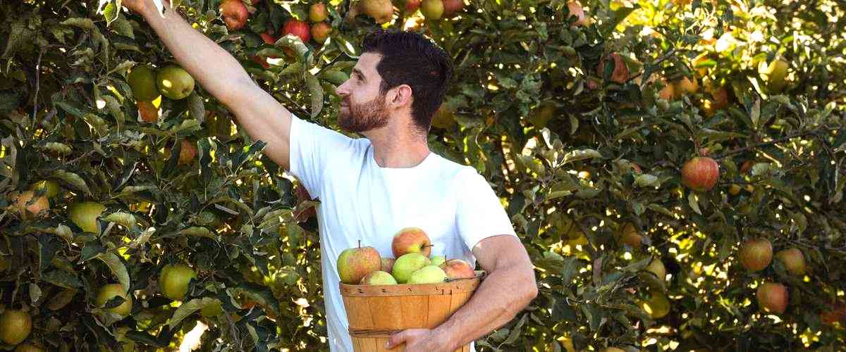 ¿Dónde puedo comprar frutas en línea y recibirlas en mi casa en Orense?