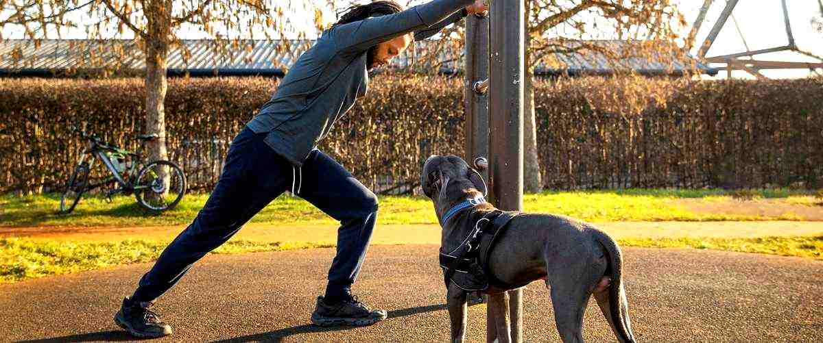 ¿En qué consiste el trabajo de un adiestrador canino?