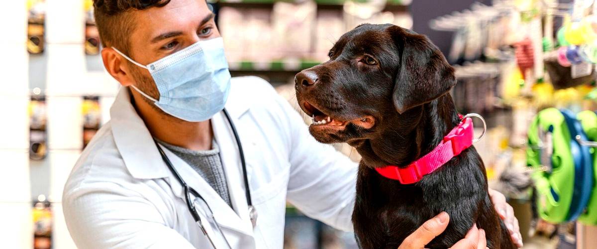 ¿En qué lugar los veterinarios reciben los salarios más altos?