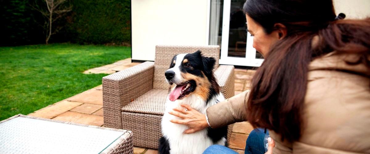 ¿Es beneficioso llevar a mi perro a una guardería canina en Gerona?