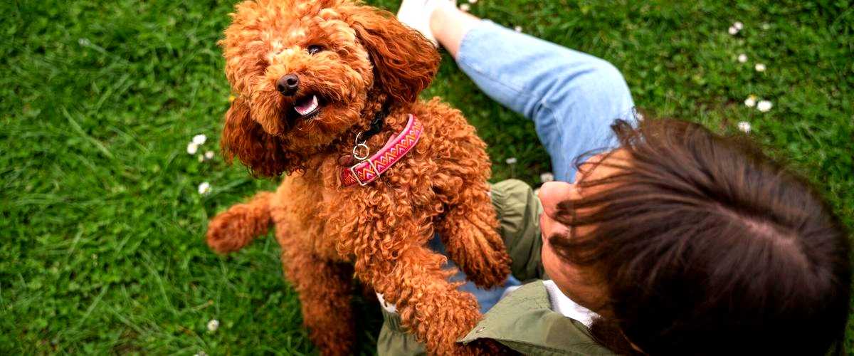 ¿Es beneficioso llevar a mi perro a una guardería canina en Las Rozas de Madrid?