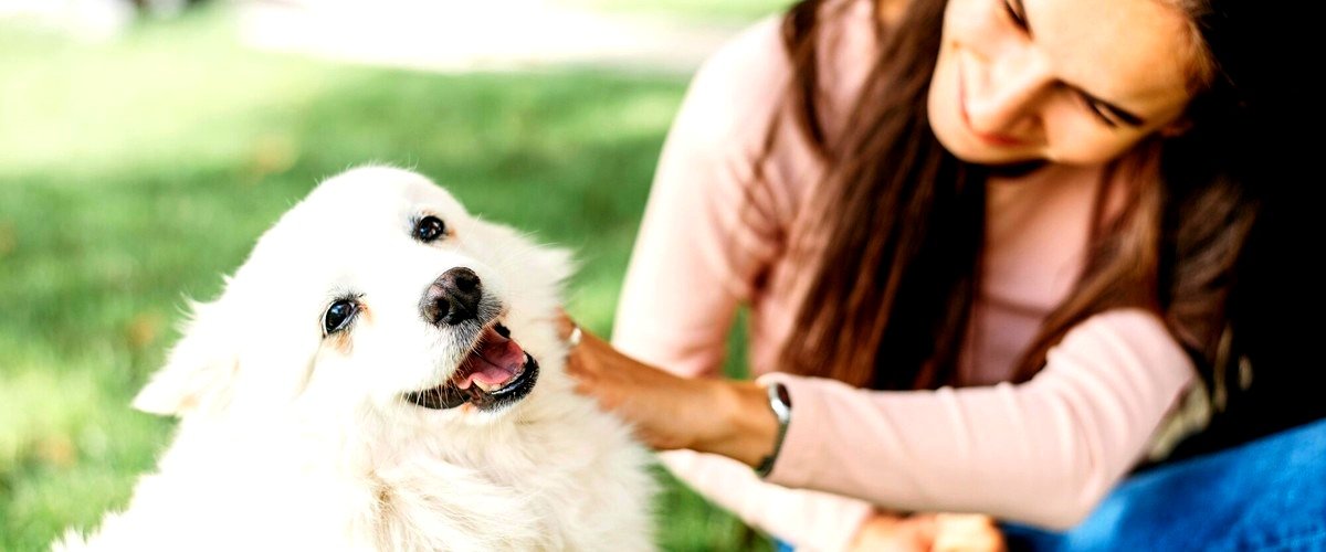 ¿Es beneficioso llevar a mi perro a una guardería canina en Valladolid?