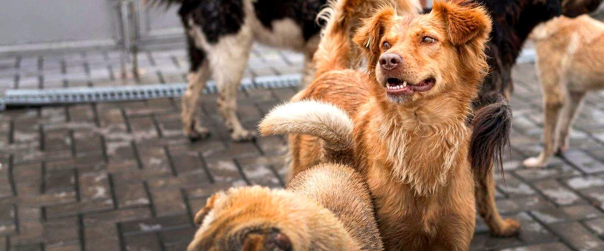 ¿Es necesario llevarle la comida a mi perro a la guardería canina?