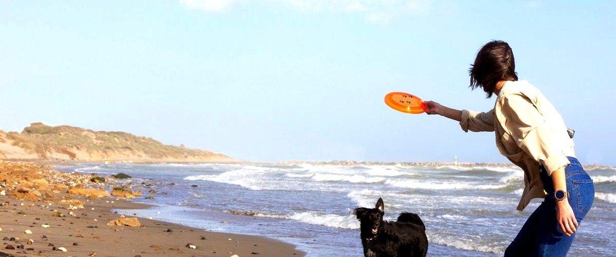 ¿Es necesario tener experiencia previa con perros para tomar un curso de adiestramiento canino?