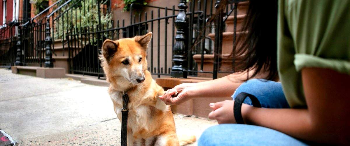 ¿Es necesario vacunar a mi perro antes de llevarlo a una residencia?