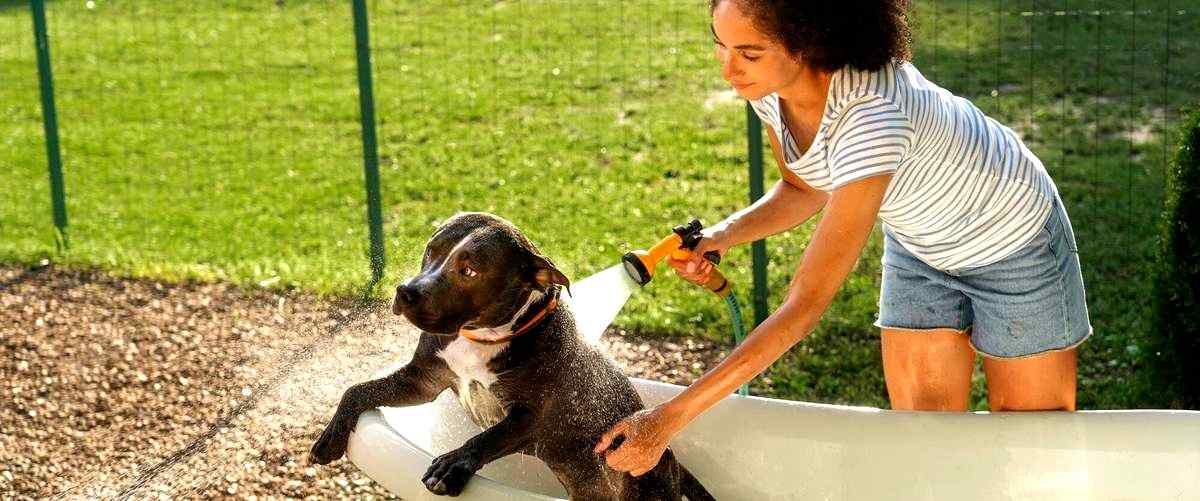 ¿Es necesario vacunar al perro antes de llevarlo a una guardería canina?