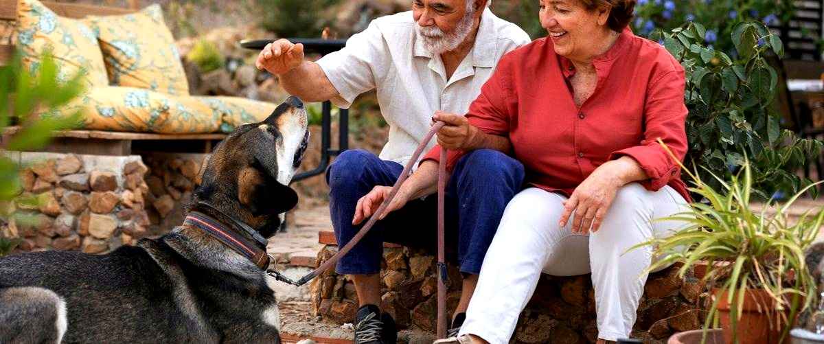 ¿Es recomendable llevar a mi perro a una guardería canina en Huesca?