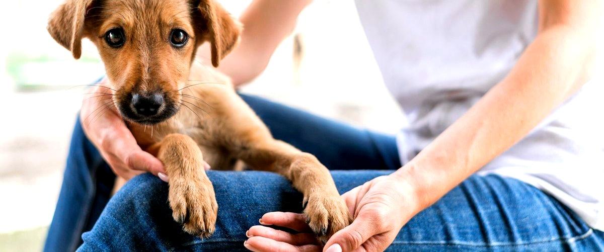 ¿Es seguro dejar a mi perro en una guardería canina?