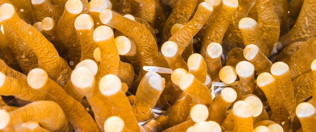 ¿Existen opciones de churros sin gluten o aptos para personas con intolerancias alimentarias?