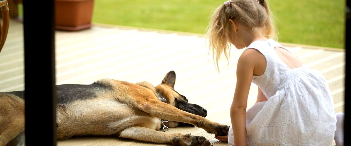 ¿Las guarderías caninas ofrecen servicios de adiestramiento para perros?