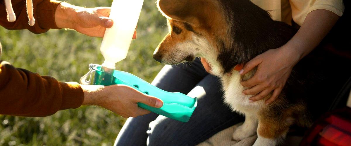 ¿Puedo visitar a mi perro mientras está en una guardería canina?