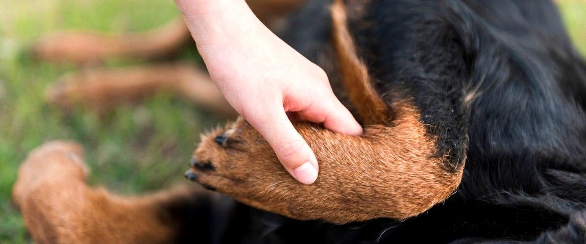 ¿Puedo visitar la guardería antes de dejar a mi perro para verificar sus instalaciones?