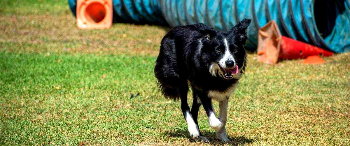 ¿Puedo visitar la residencia canina antes de dejar a mi perro allí?