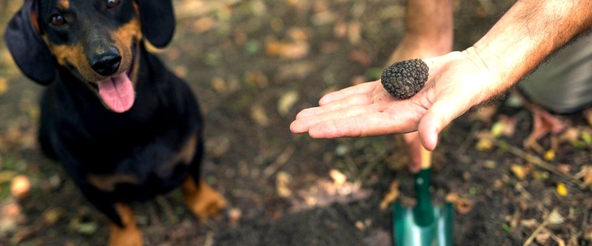 ¿Qué aspectos debo tener en cuenta al elegir una residencia canina?