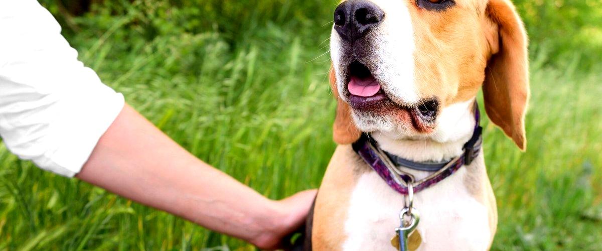 ¿Qué beneficios tiene contratar a un adiestrador canino profesional?