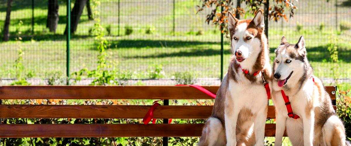 - ¿Qué cuidados especiales ofrecen las residencias caninas?