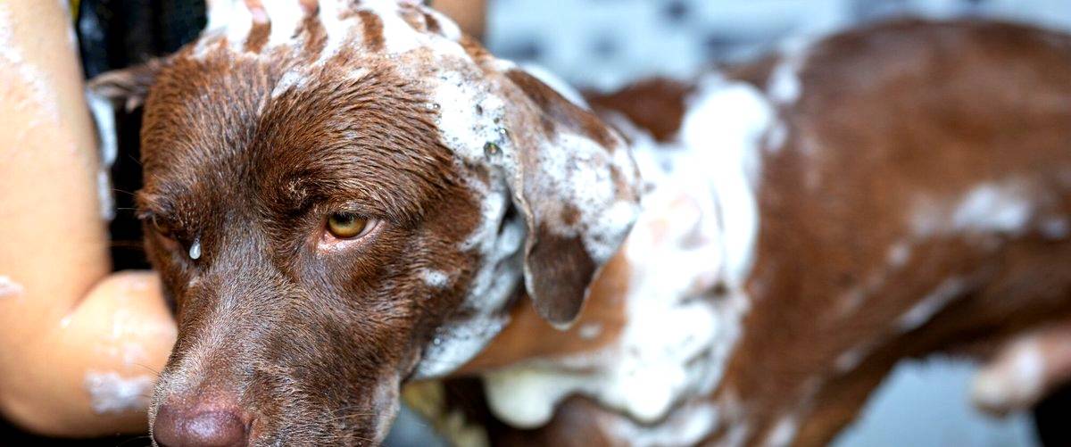 ¿Qué debo tener en cuenta al elegir una guardería canina para mi perro?