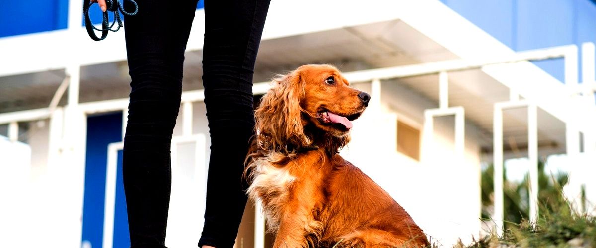 ¿Qué debo tener en cuenta al elegir una residencia canina en Huesca?