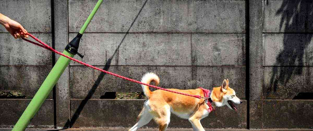 ¿Qué estudios se necesitan para ser adiestrador de perros?