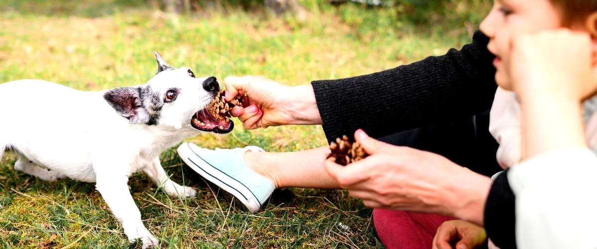 ¿Qué habilidades se adquieren en un curso de adiestramiento canino?