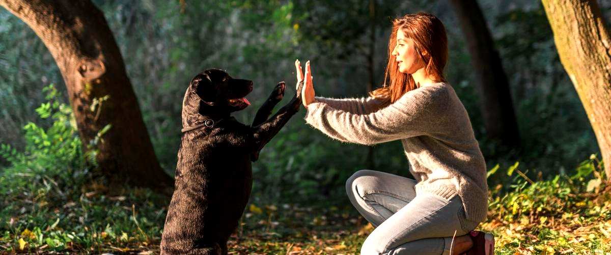 ¿Qué habilidades se pueden aprender en un curso de adiestramiento canino?
