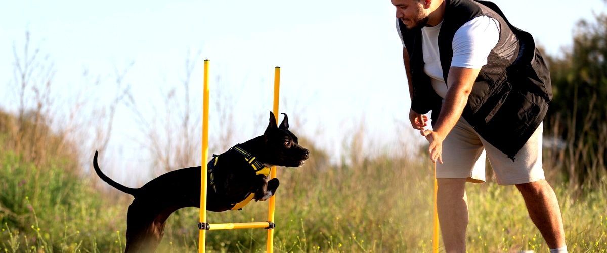 ¿Qué habilidades se pueden aprender en un curso de adiestramiento canino?