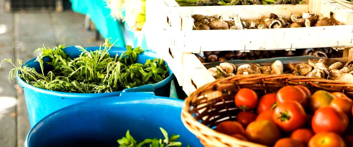 ¿Qué marcas ofrecen productos veganos en Guipúzcoa?