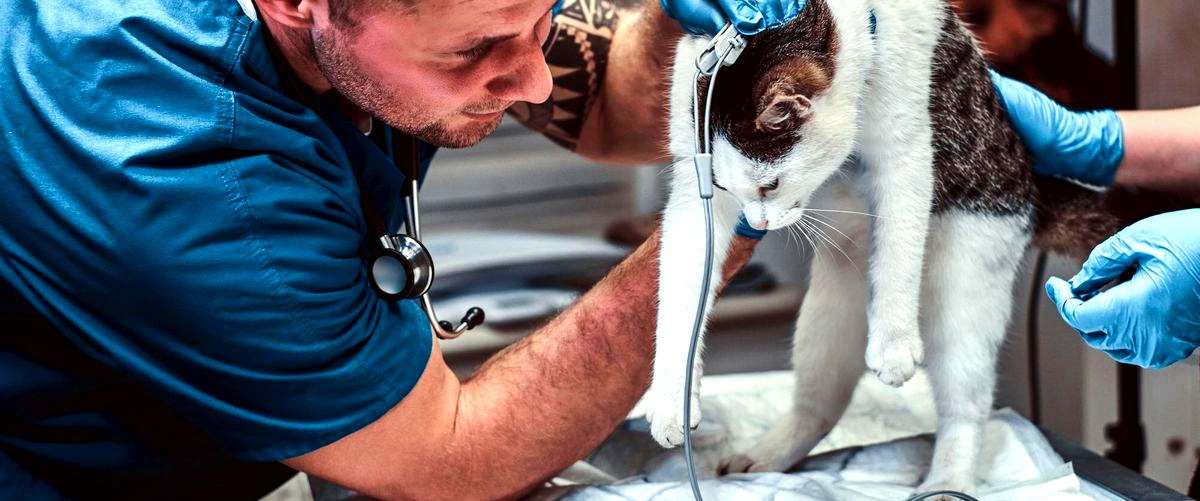 ¿Qué medidas de seguridad se están tomando en las clínicas veterinarias de Pozuelo de Alarcón debido a la pandemia de COVID-19?