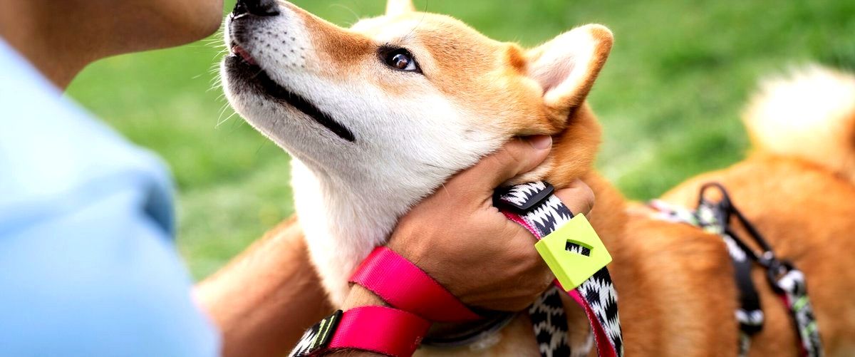 ¿Qué medidas de seguridad se toman en las guarderías caninas para garantizar el bienestar de los perros?