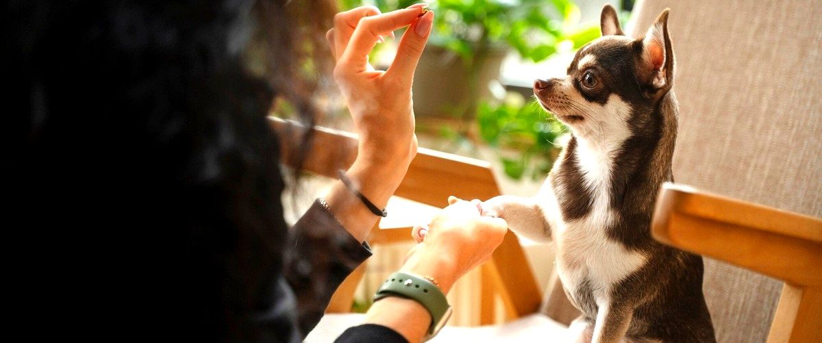 ¿Qué medidas de seguridad se toman en una guardería canina para evitar enfermedades o lesiones entre los perros?