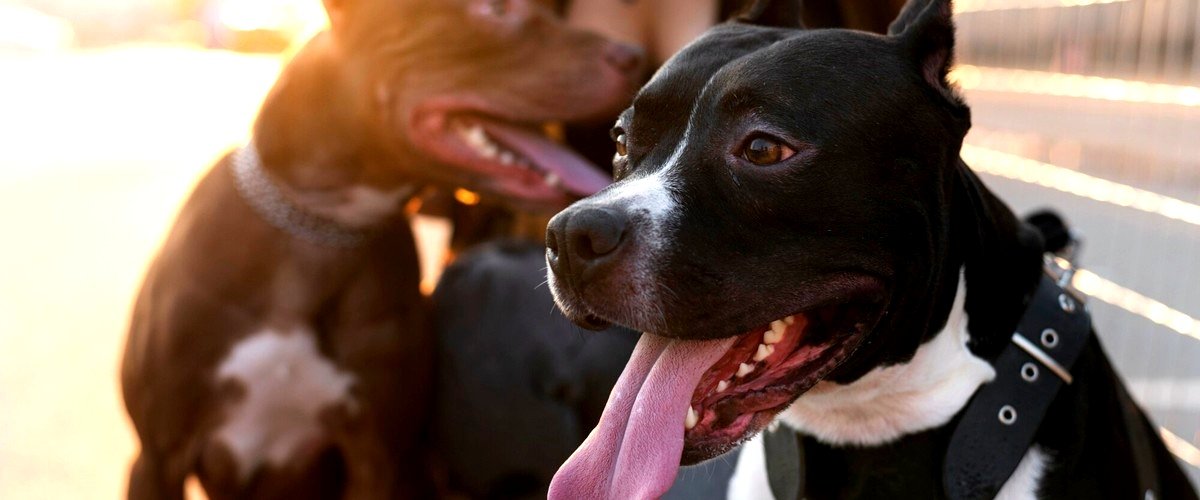 ¿Qué medidas de seguridad tienen las guarderías caninas en Cáceres?