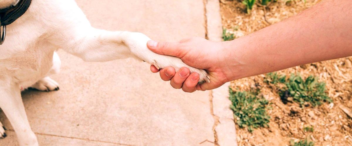 ¿Qué medidas de seguridad tienen las guarderías caninas en Cuenca?